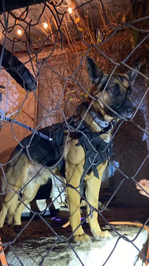 Agentes de Rosarito recuperan un perro policía K9 propiedad de la patrulla fronteriza