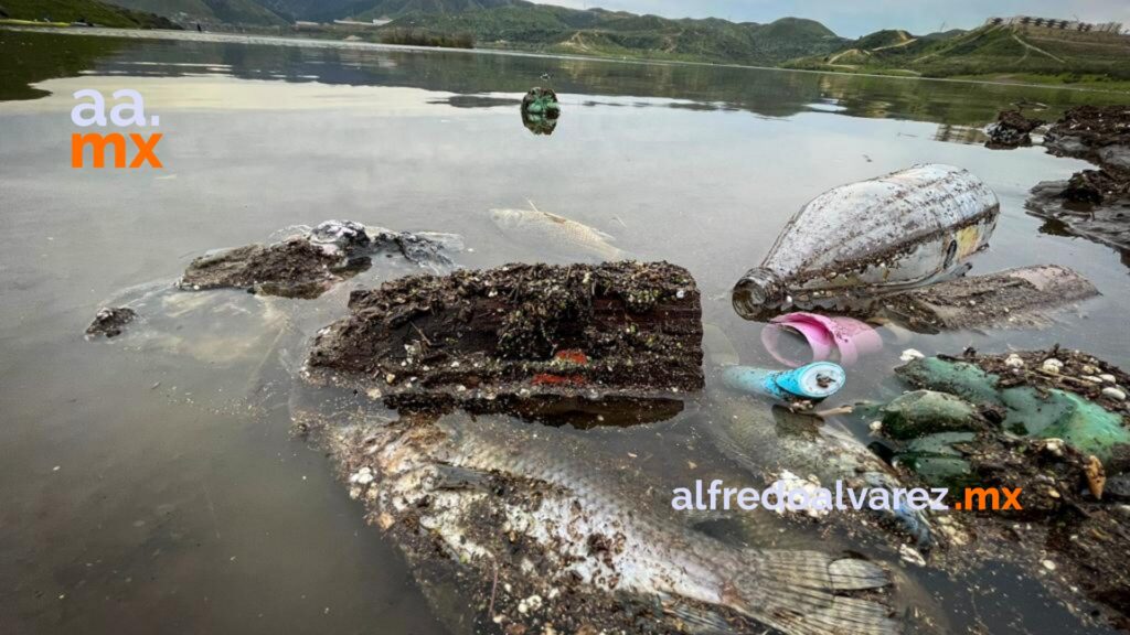 Mueren decenas de peces en La Presa Mueren decenas de peces en La Presa