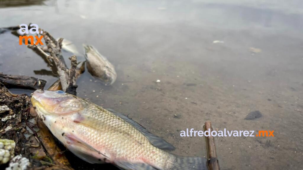 Mueren decenas de peces en La Presa Mueren decenas de peces en La Presa