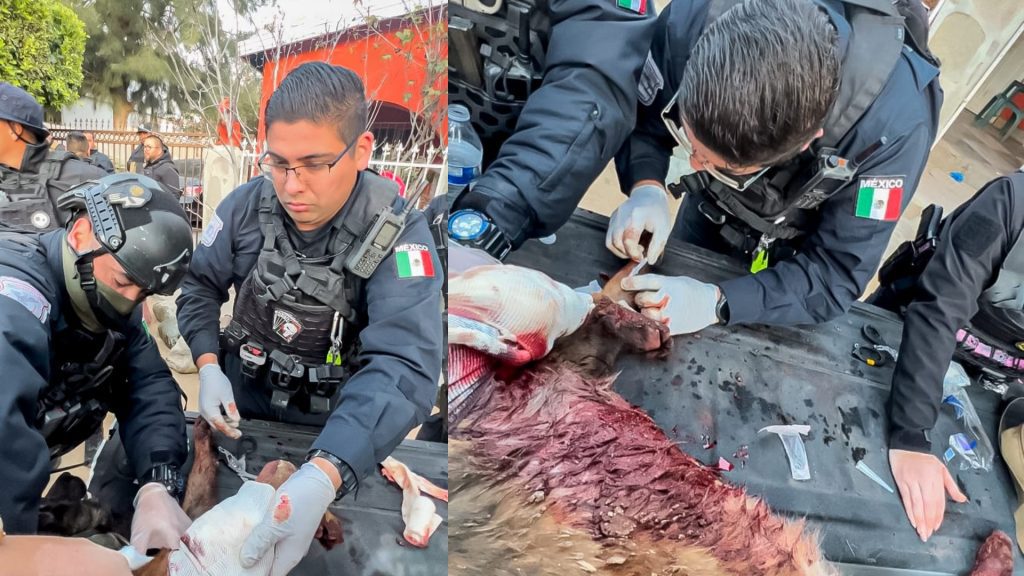 Boris, el agente canino determinante para la detención de presuntos asesinos de un policía