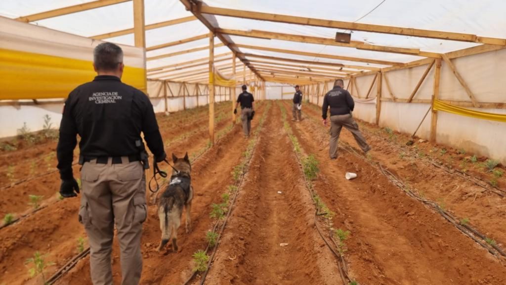 FGR realizó 52 cateos y aseguró fentanilo, metanfetamina y otras sustancias FGR realizó 52 cateos y aseguró fentanilo, metanfetamina y otras sustancias
