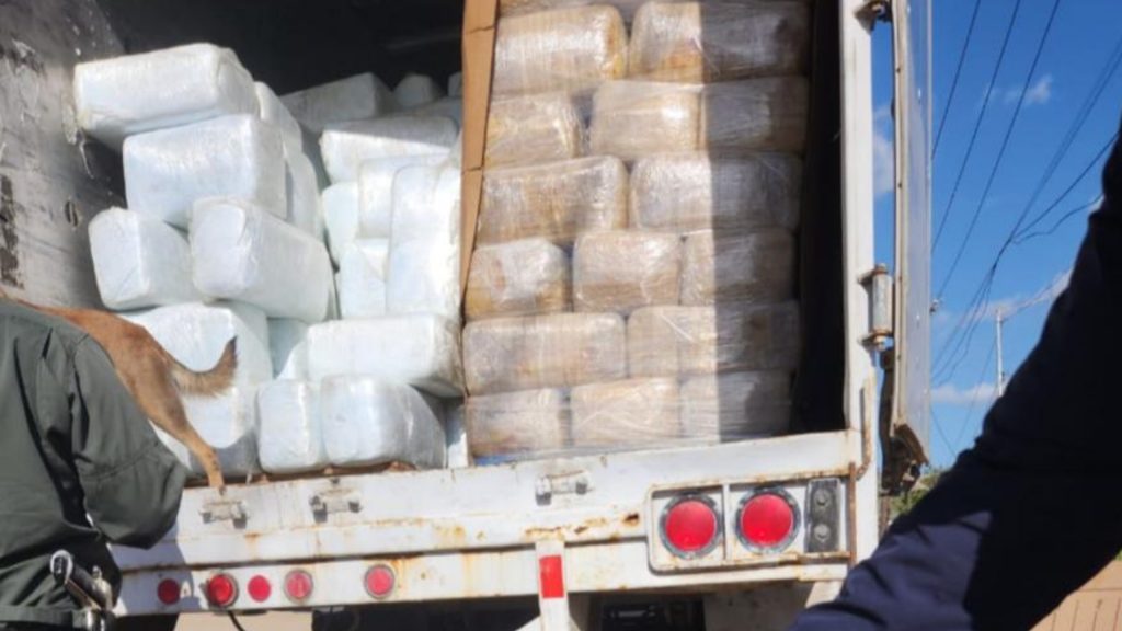 Autoridades incautan 12 toneladas de Cannabis Sativa en Tijuana