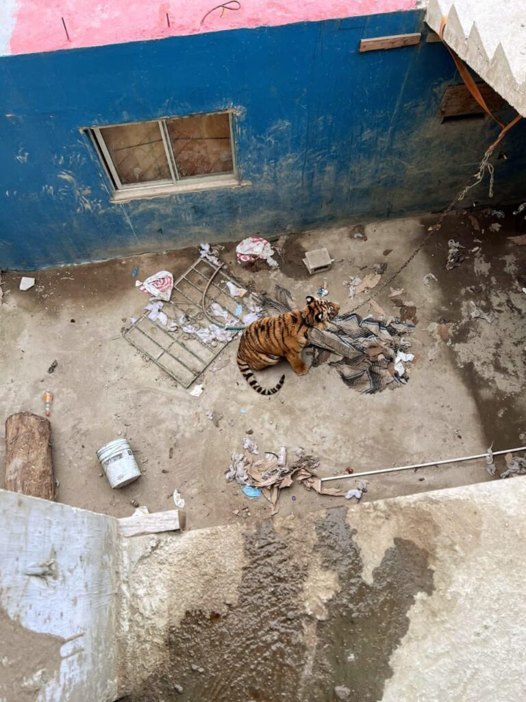 FGR rescata a un tigre de bengala abandonado