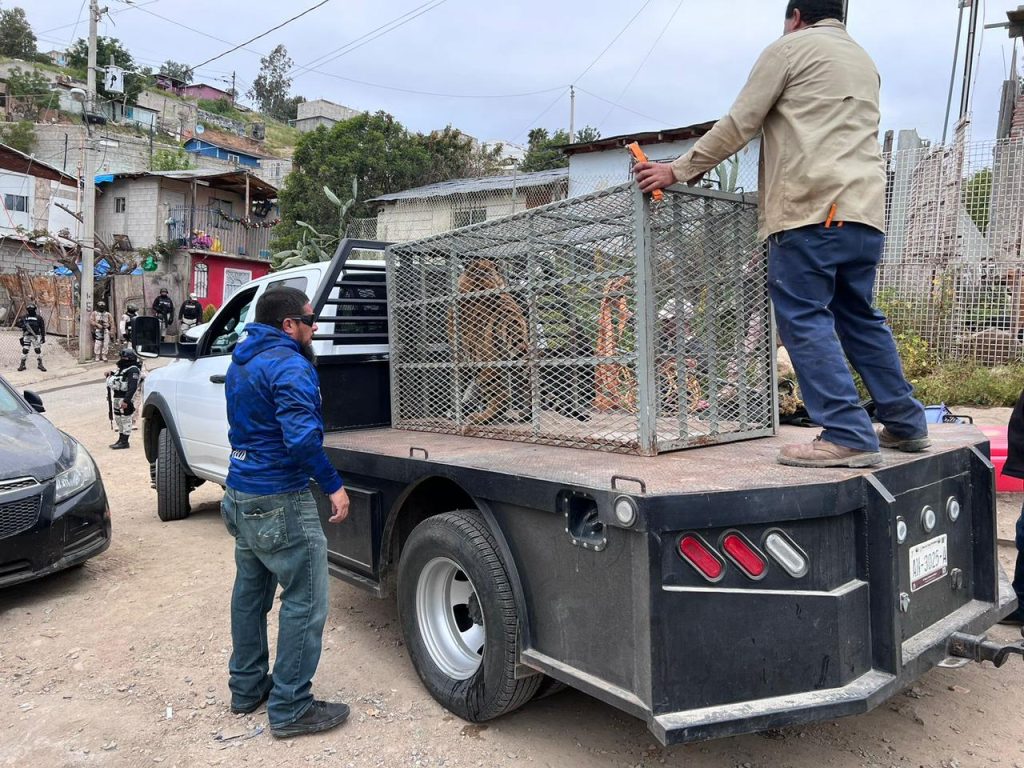 FGR rescata a un tigre de bengala abandonado