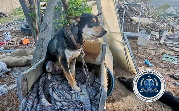 FGE rescata a varios animales tras cateo y detuvo una persona