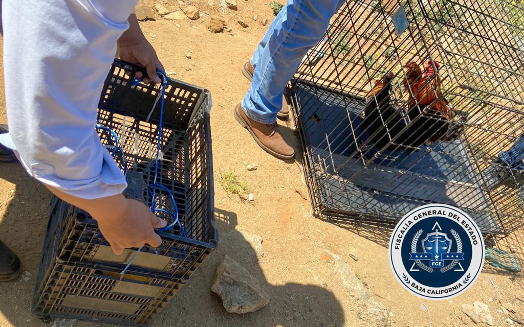 FGE rescata a varios animales tras cateo y detuvo una persona