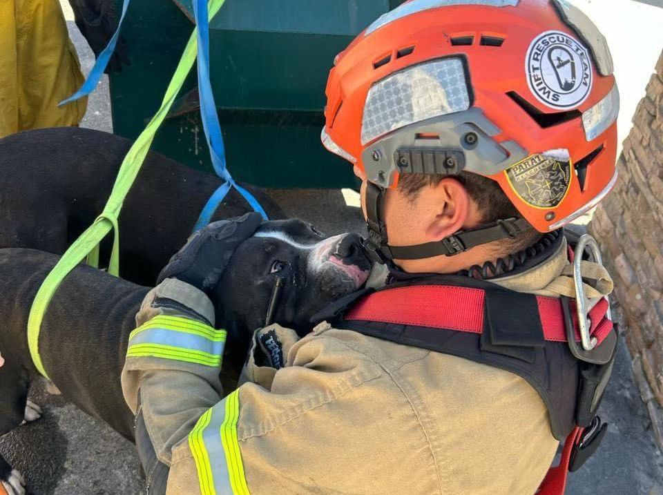 Policías municipales y bomberos rescatan a perritos maltratados