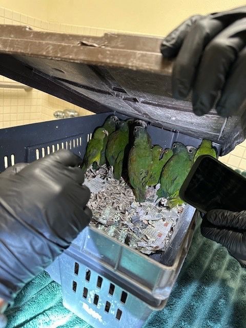 CBP frustra intento de contrabando de tucán y loros en la garita de Tecate
