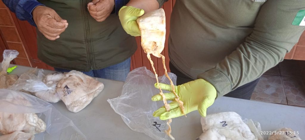 Sentencian a sujeto a más de 7 años y multa de 360 mil pesos por traficar Totoaba