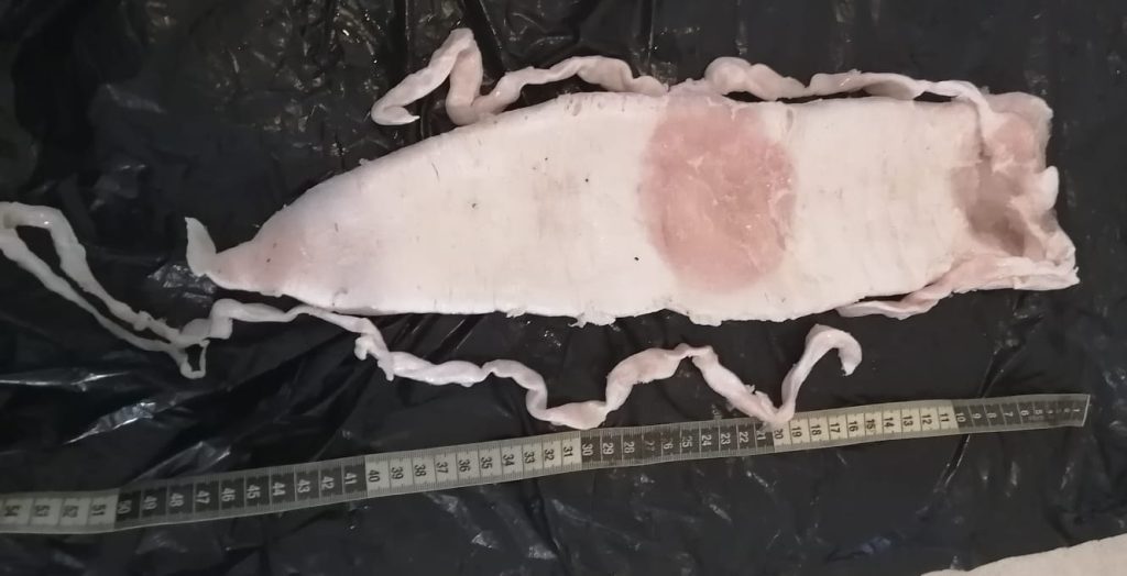 Sentencian a sujeto a más de 7 años y multa de 360 mil pesos por traficar Totoaba