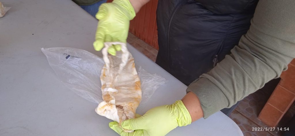 Sentencian a sujeto a más de 7 años y multa de 360 mil pesos por traficar Totoaba