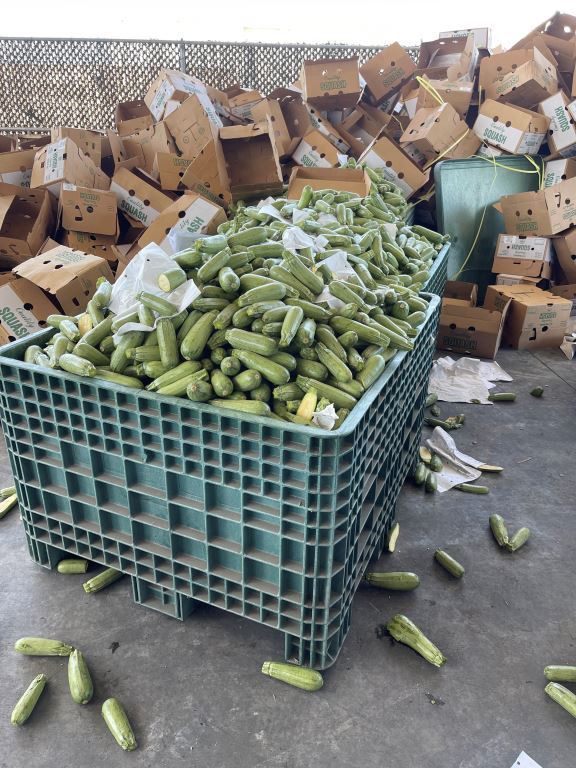 CBP descubre metanfetamina en cargamento de calabazas