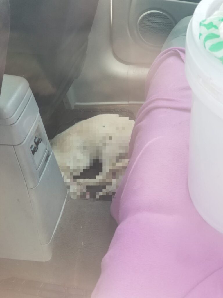 Detienen a hombre por abandonar a cachorro dentro del auto en Mexicali