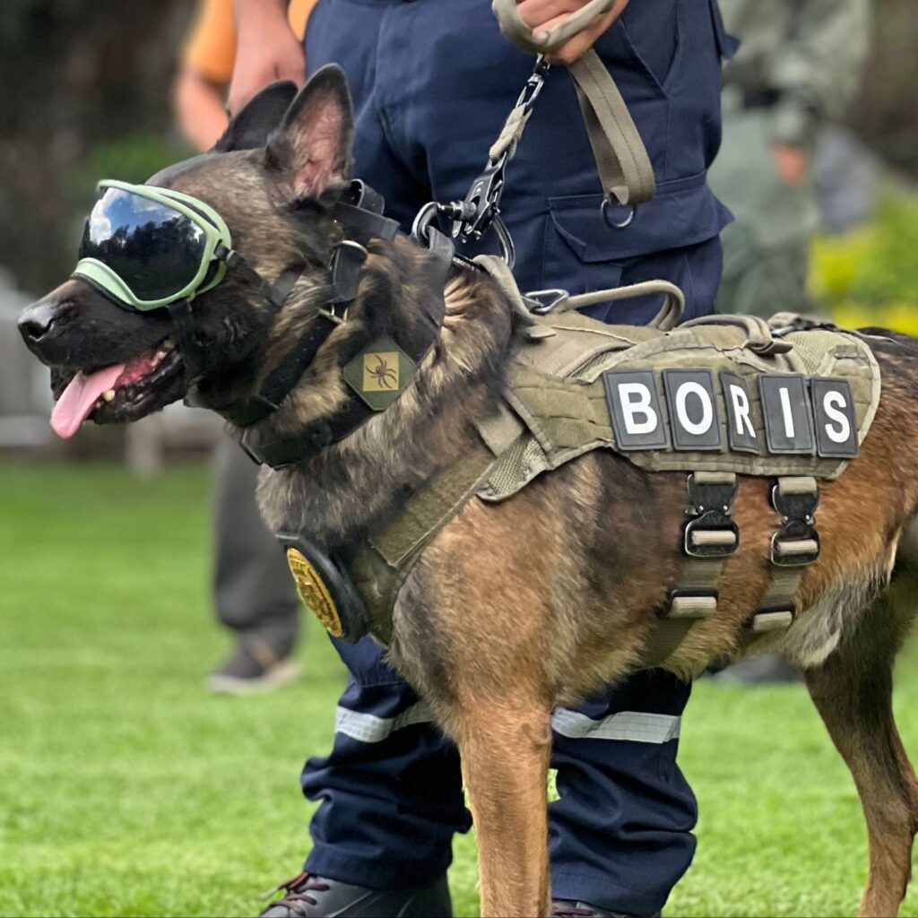 Boris agente canino de FESC es nombrado perro del año 2023