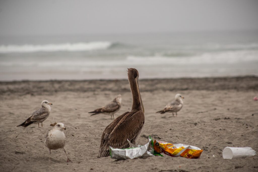Turistas visitan playas de Tijuana y Rosarito pese a estar contaminadas