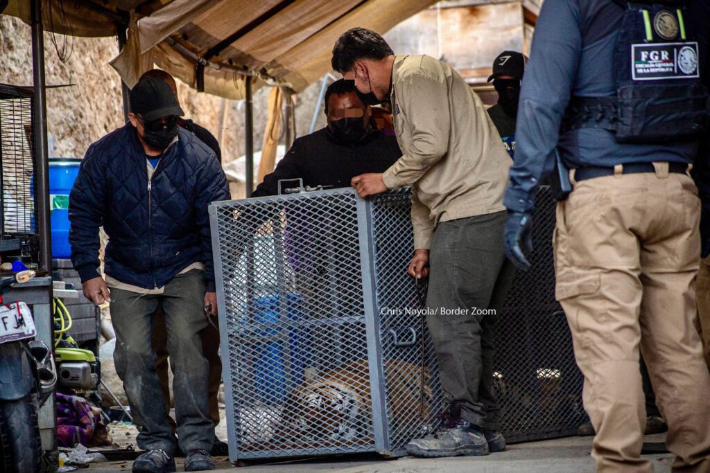 Un tigre de bengala y otros animales exóticos fueron rescatados tras cateo