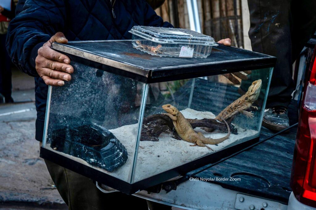 Un tigre de bengala y otros animales exóticos fueron rescatados tras cateo