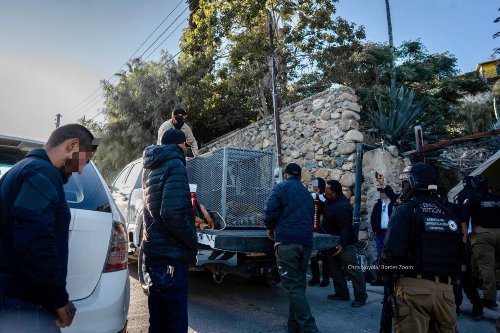 Un tigre de bengala y otros animales exóticos fueron rescatados tras cateo