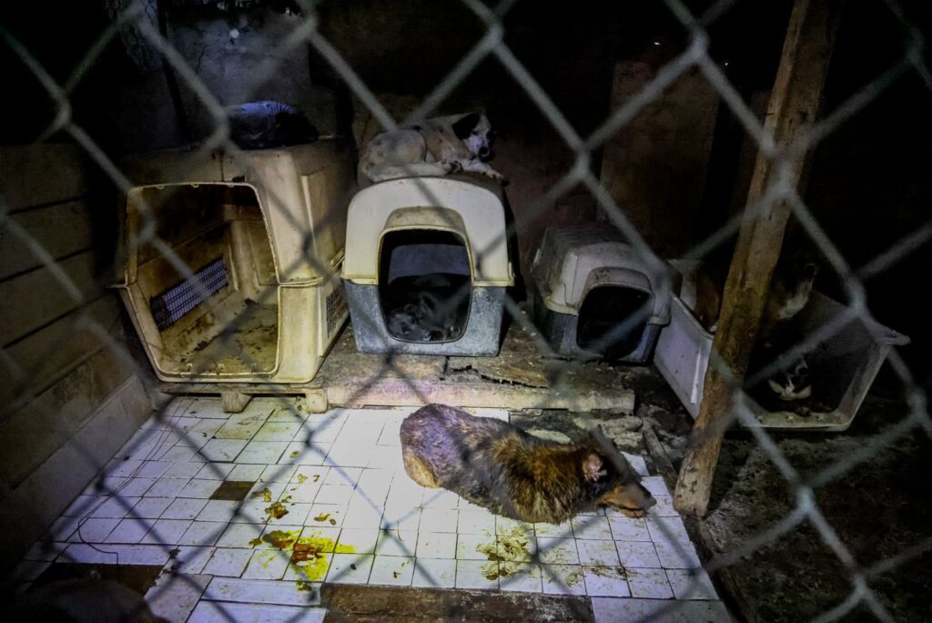 Gobierno de Marina del Pilar coordina acción para proteger a 300 perros en situación de riesgo en Ensenada
