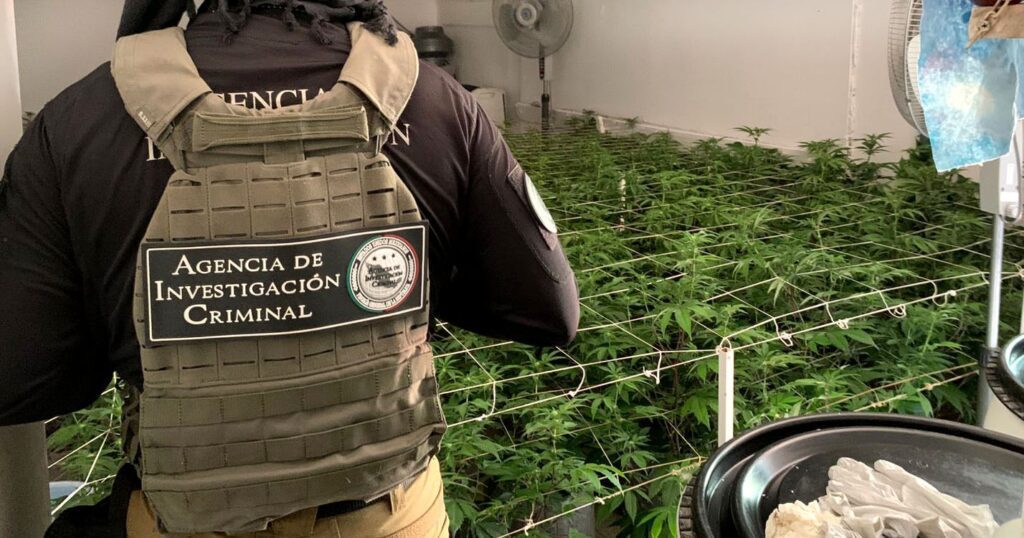 FGR realizó 94 cateos y 56 aseguramientos en la zona noroeste durante el mes de junio