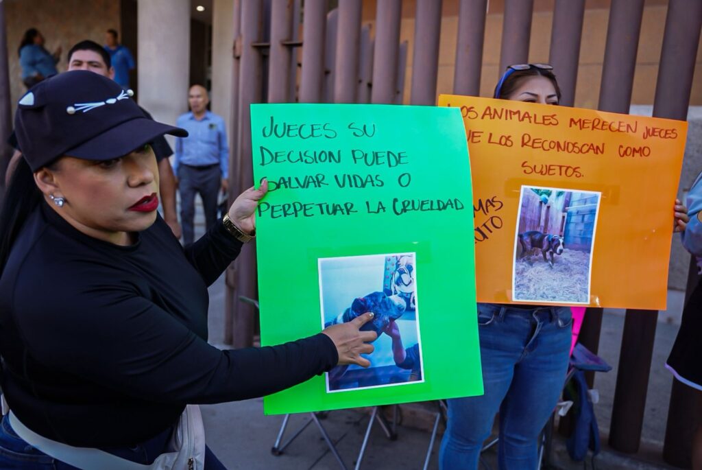 “Leyes que se cumplan y que los castiguen de verdad”, exigen justicia por los animales