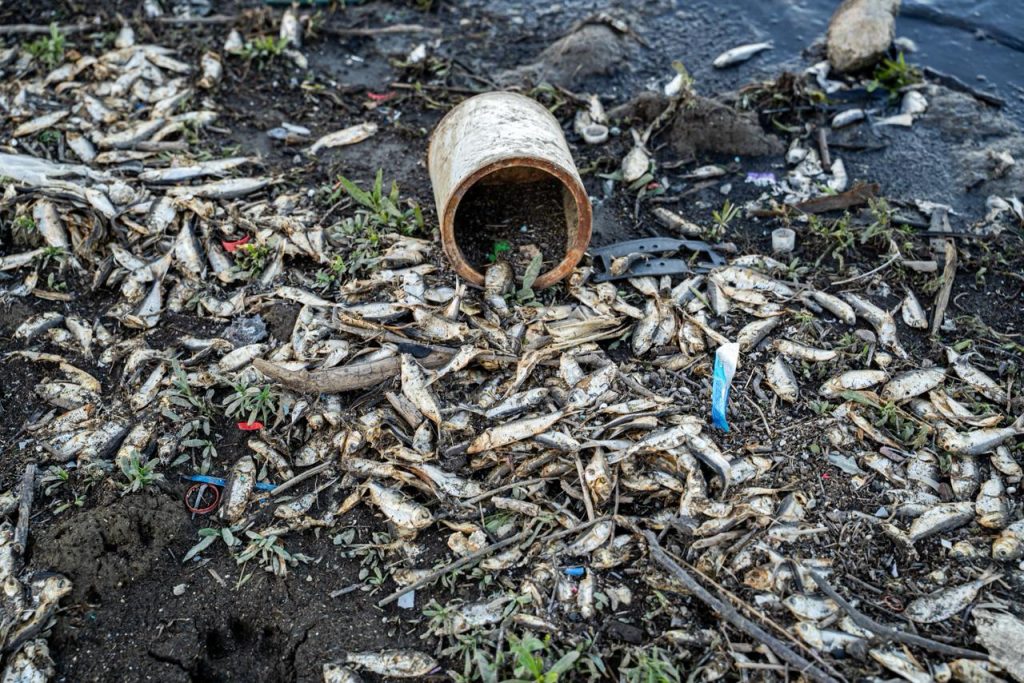 Mortandad de peces en la presa de Tijuana alarma por contaminación visible