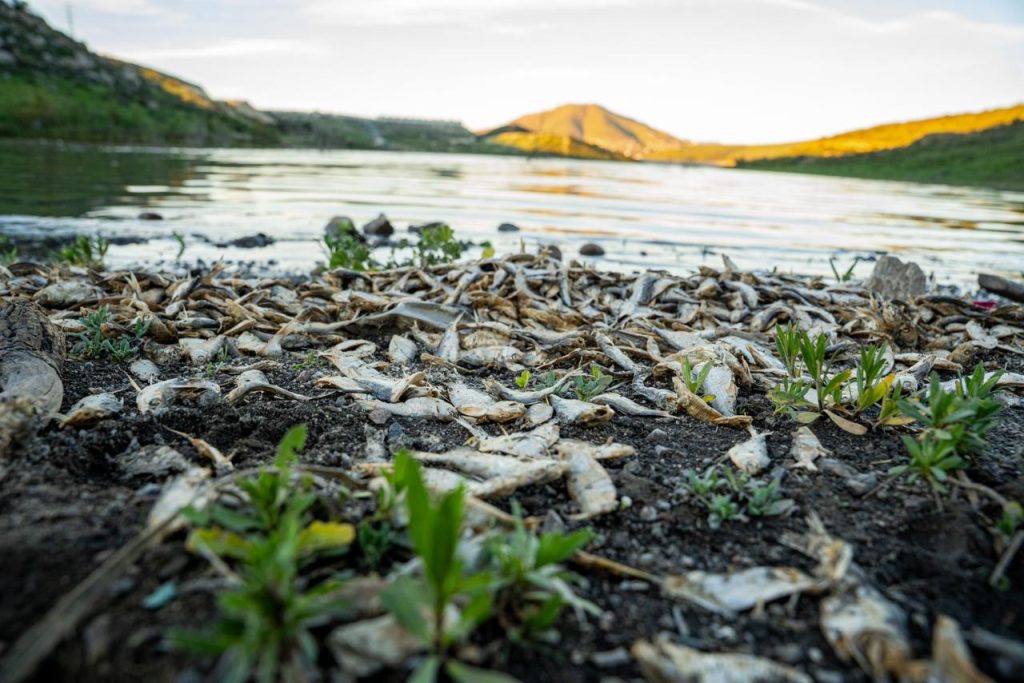 Mortandad de peces en la presa de Tijuana alarma por contaminación visible