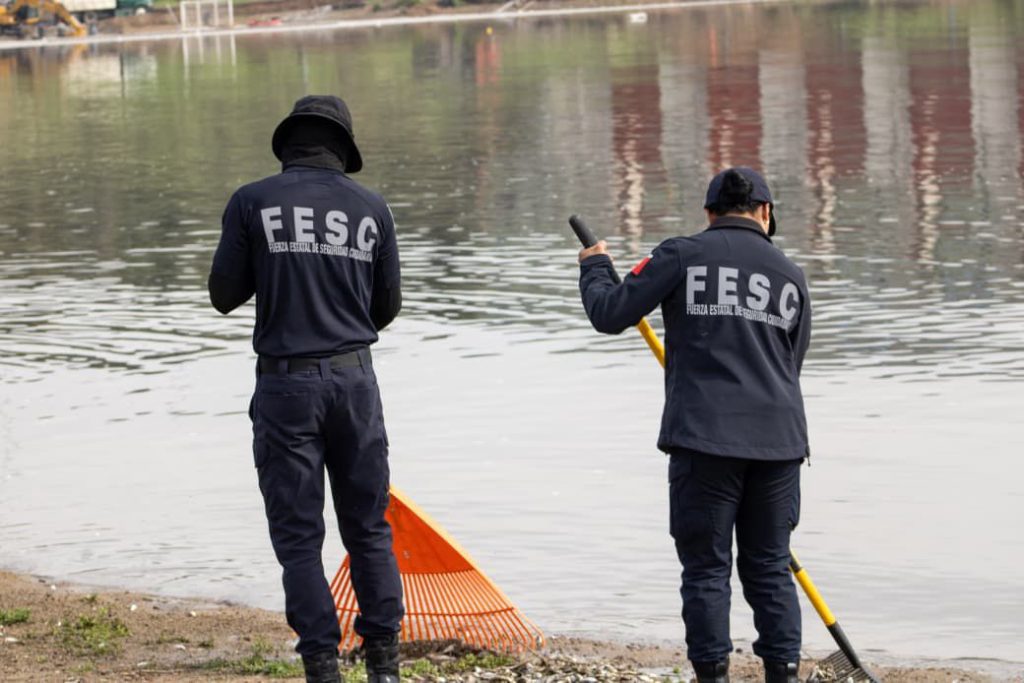 Vuelco térmico: mitigan mortandad de peces en presa Abelardo L. Rodríguez